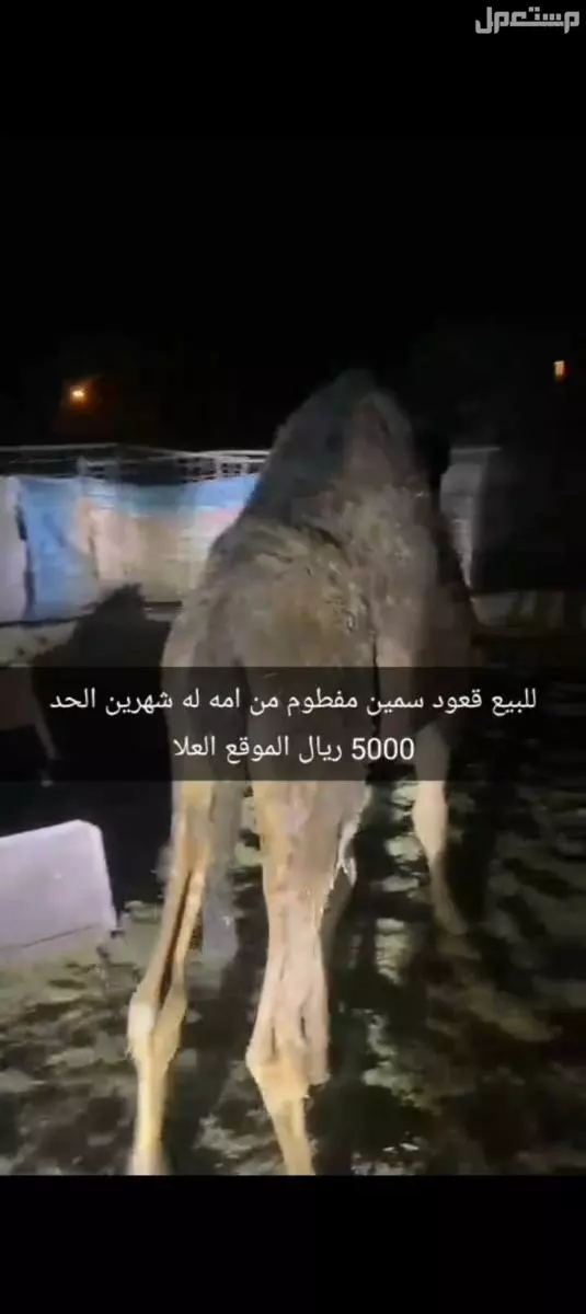 للبيع قعود العمر 11 شهر سمين مره