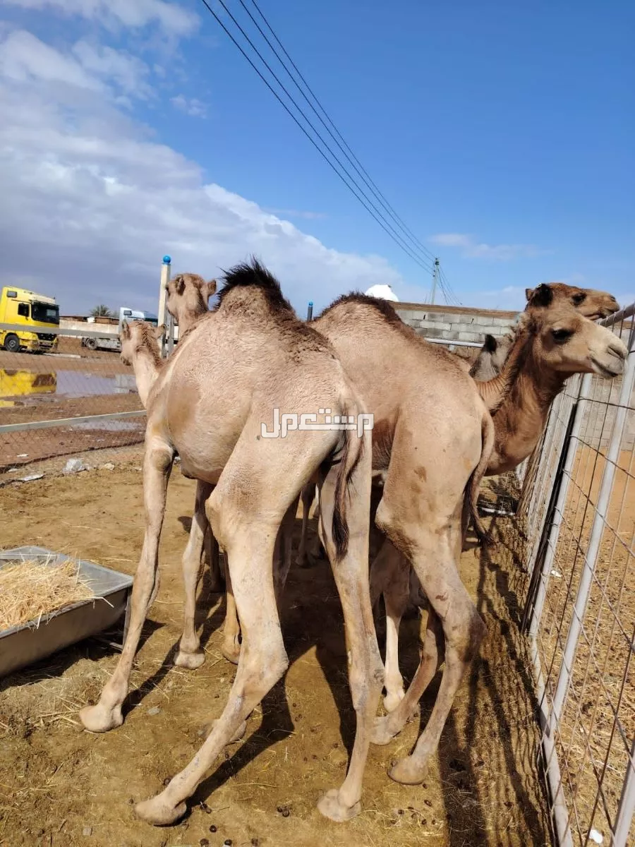 قعدان صومالي للبيع  في املج بسعر 3500 ريال سعودي