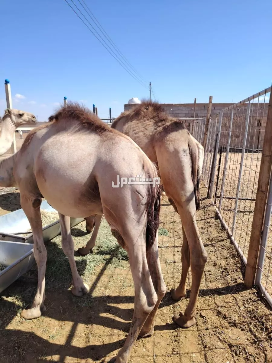 قعدان صومالي للبيع  في املج بسعر 3500 ريال سعودي