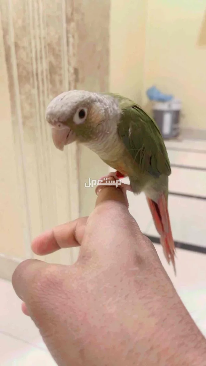 كنيور اليف جدا جدا حمامه بمعنى الكلمه في الرياض بسعر 600 ريال سعودي