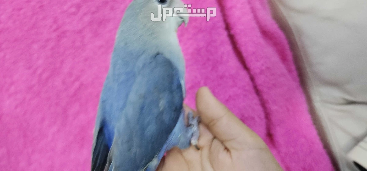 روز اليف مناسب للصغار والكبار  في الرياض بسعر 350 ريال سعودي