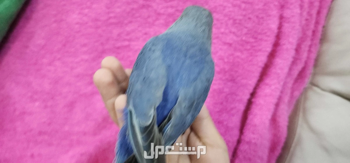 روز اليف مناسب للصغار والكبار  في الرياض بسعر 350 ريال سعودي