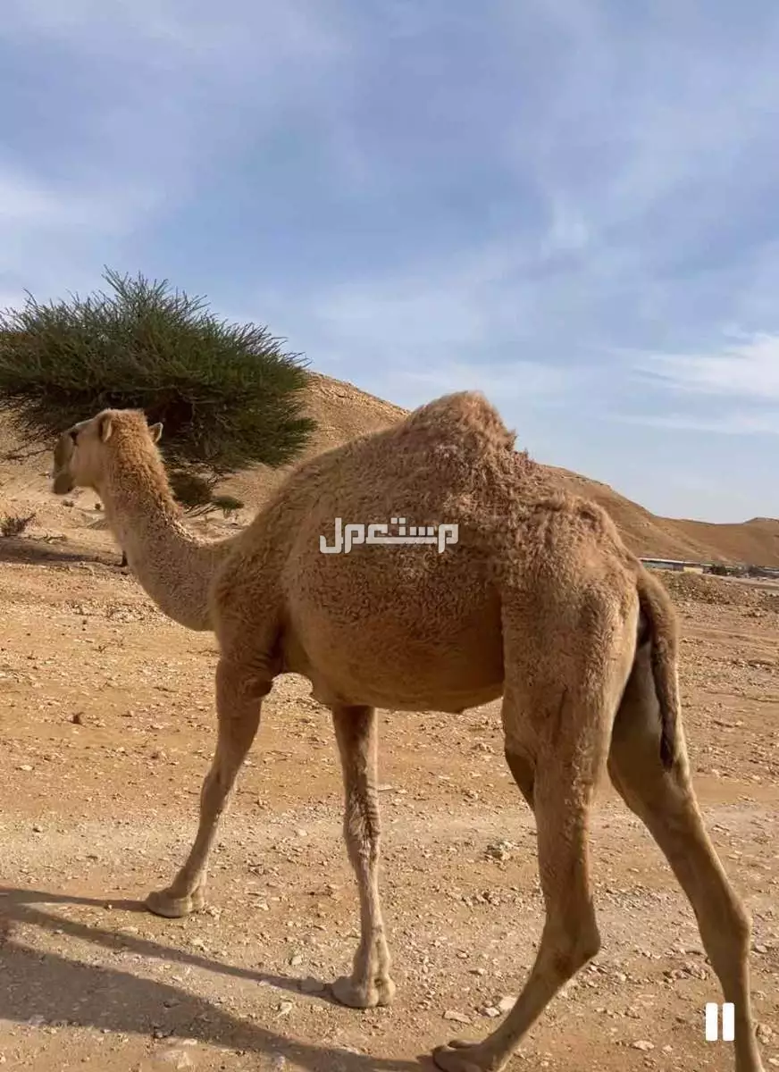 ناقة  وبكرة  معاشير  وطيبات في الرياض ديراب