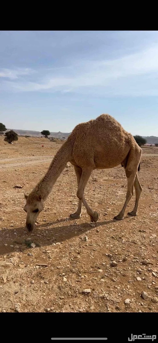 ناقة  وبكرة  معاشير  وطيبات في الرياض ديراب