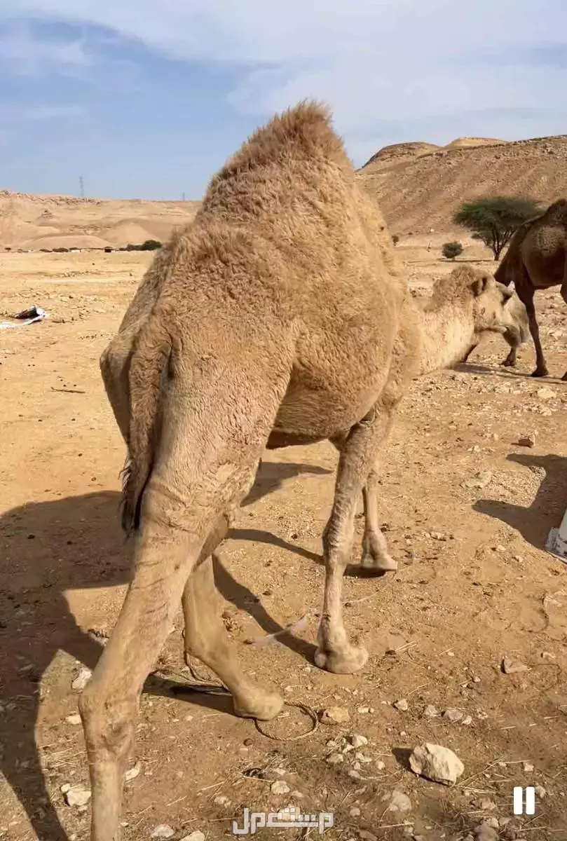 ناقة  وبكرة  معاشير  وطيبات في الرياض ديراب