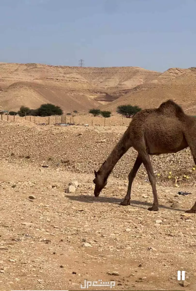 ناقة  وبكرة  معاشير  وطيبات في الرياض ديراب