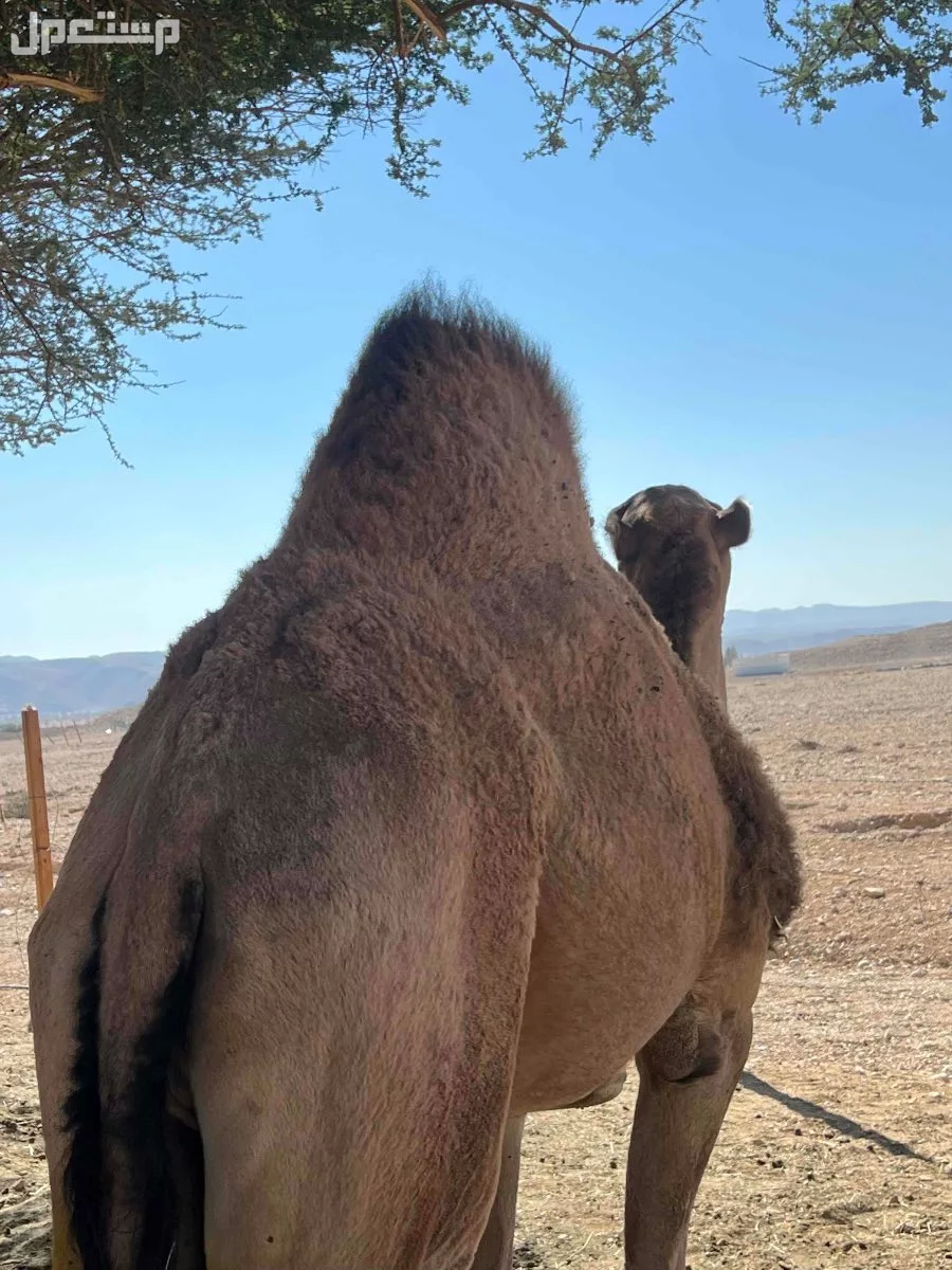 ناقة  وبكرة  معاشير  وطيبات في الرياض ديراب