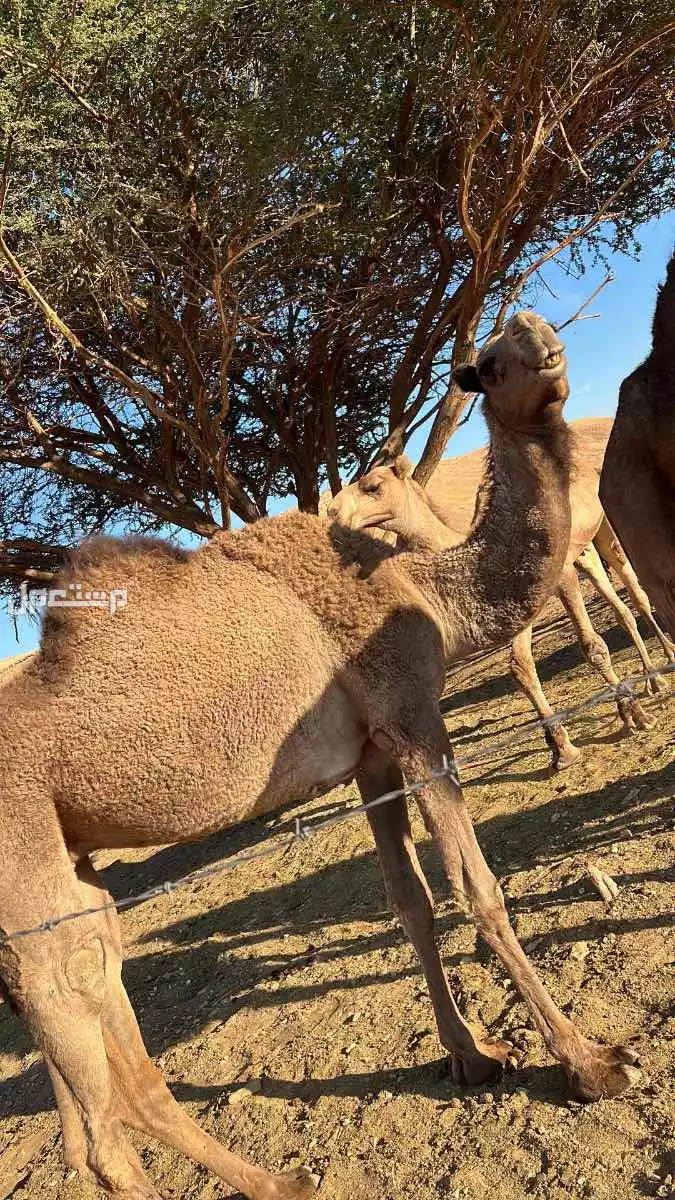 ناقة  وبكرة  معاشير  وطيبات في الرياض ديراب