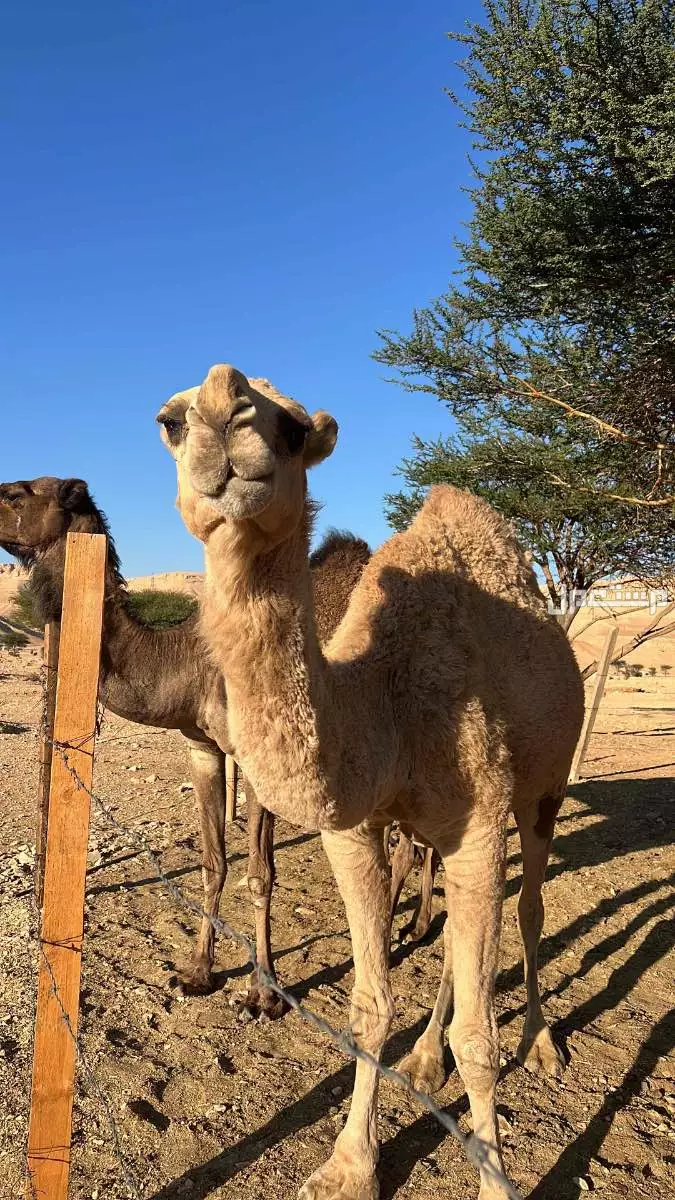 ناقة  وبكرة  معاشير  وطيبات في الرياض ديراب