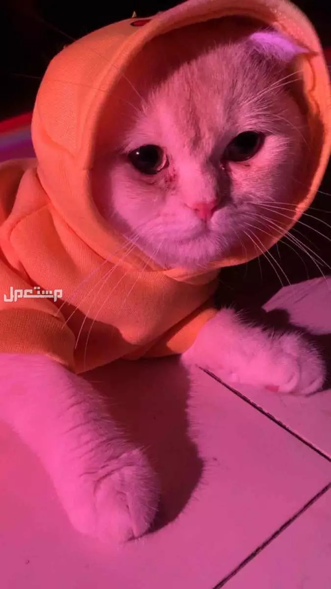 للبيع قط سكوتش فولد ذكر ب 550 في الدمام بسعر 550 ريال سعودي