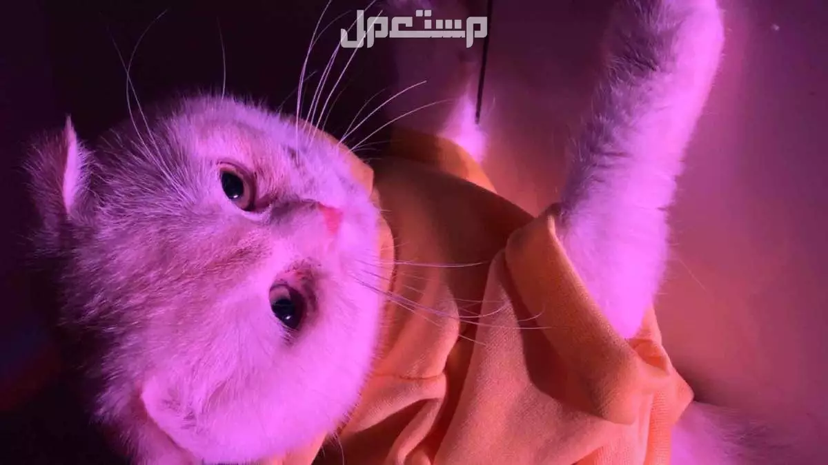 للبيع قط سكوتش فولد ذكر ب 550 في الدمام بسعر 550 ريال سعودي