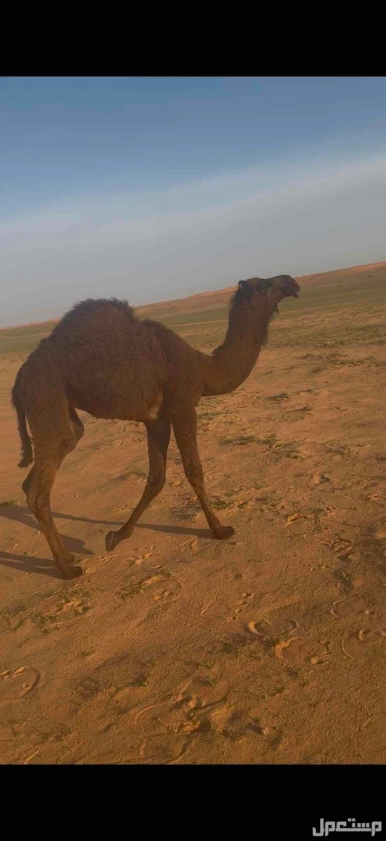 بكره فرديه مجهم في حفر الباطن بسعر سعودي
