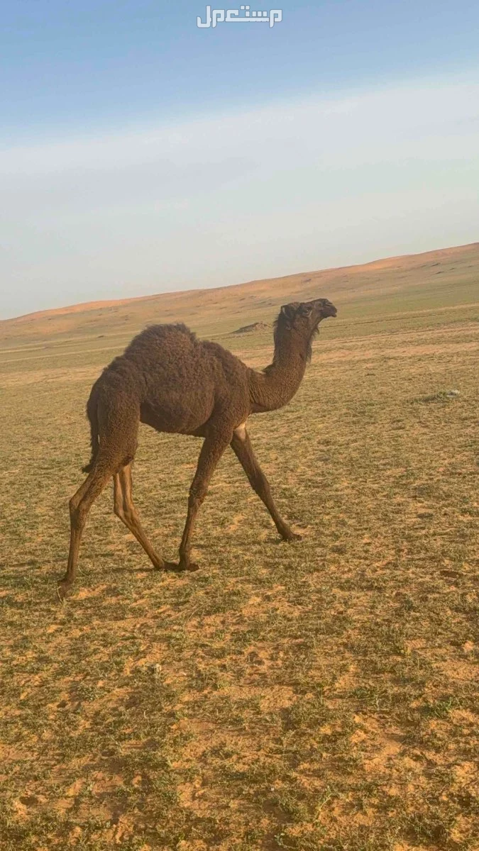 بكره فرديه مجهم في حفر الباطن بسعر سعودي