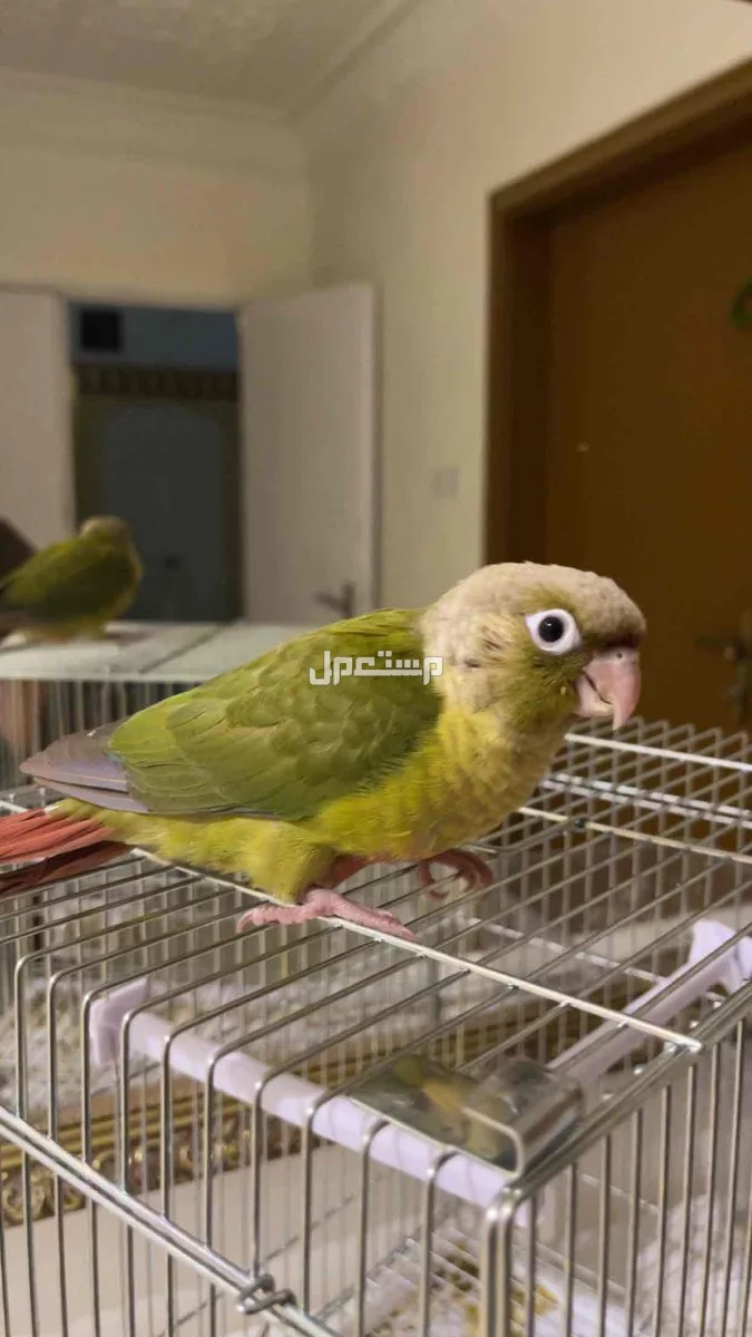 للبيع فرخ كنيور اليف وهدد عمرن شهرين