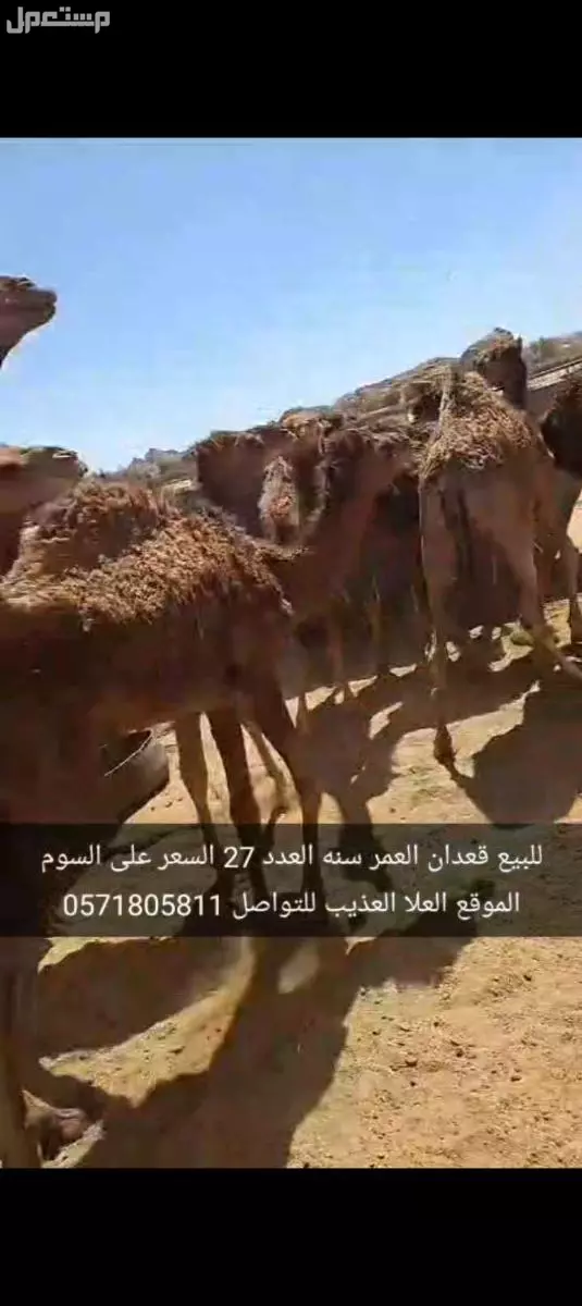 للبيع قعدان العدد27 السن سنه الموقع العلا