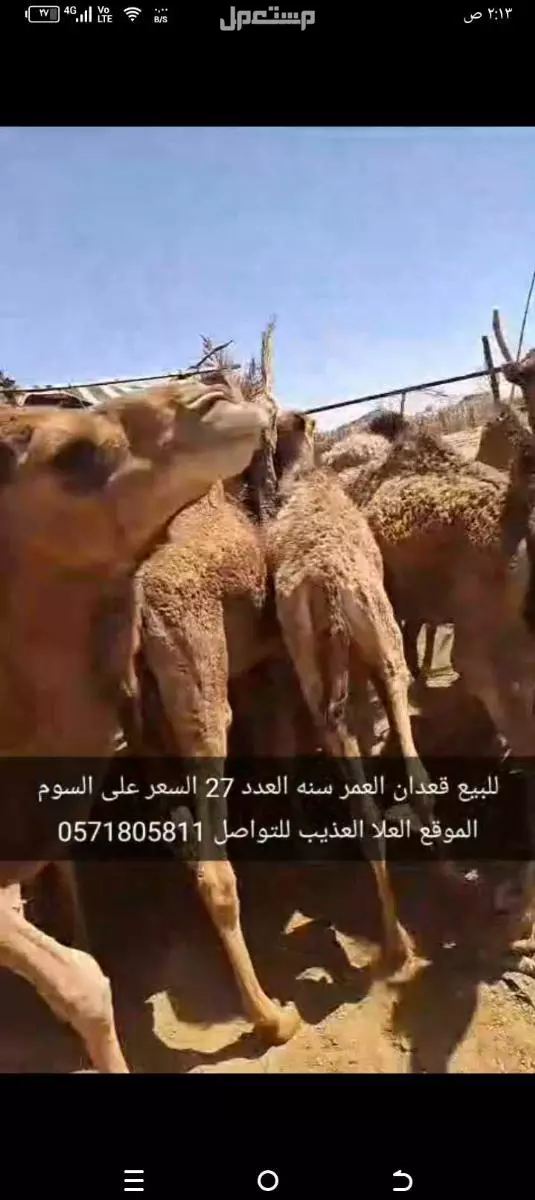 للبيع قعدان العدد27 السن سنه الموقع العلا