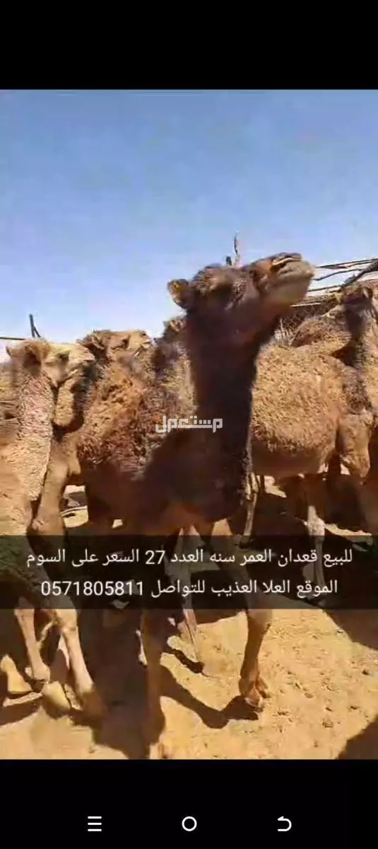 للبيع قعدان العدد27 السن سنه الموقع العلا