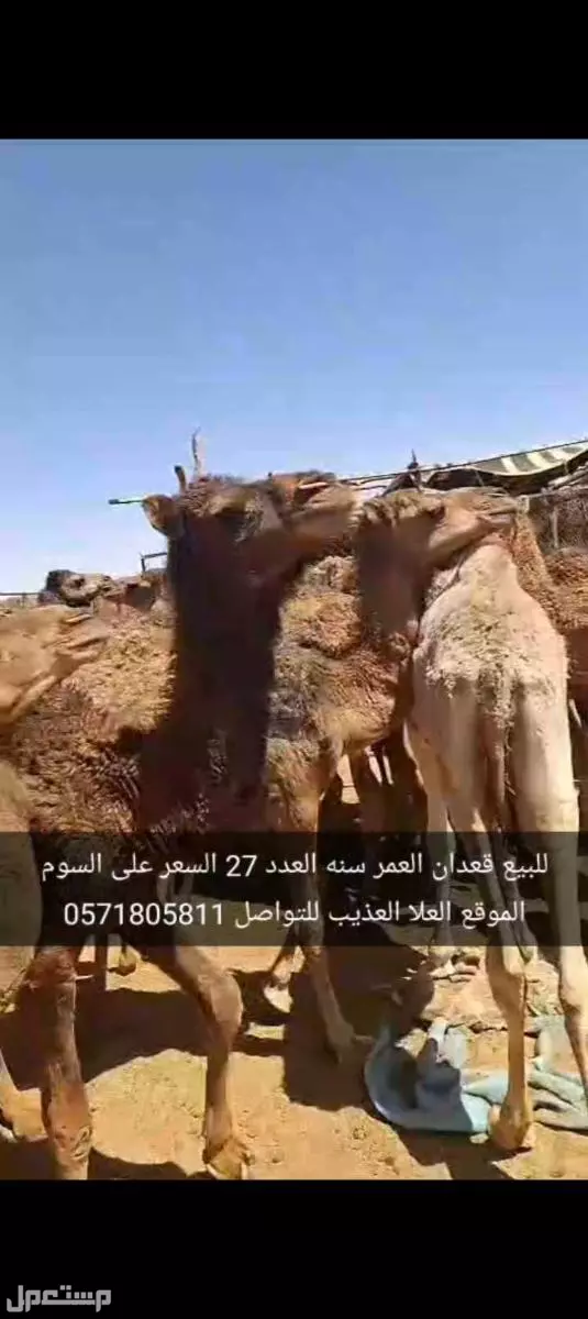 للبيع قعدان العدد27 السن سنه الموقع العلا