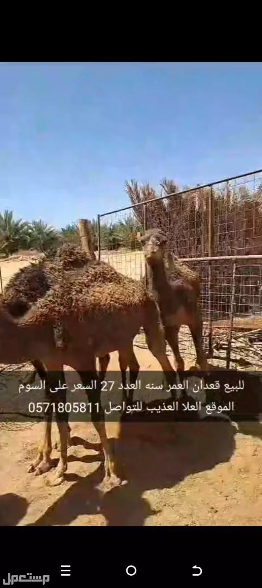 للبيع قعدان العدد27 السن سنه الموقع العلا