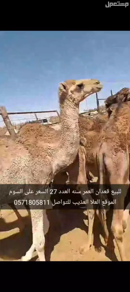 للبيع قعدان العدد27 السن سنه الموقع العلا