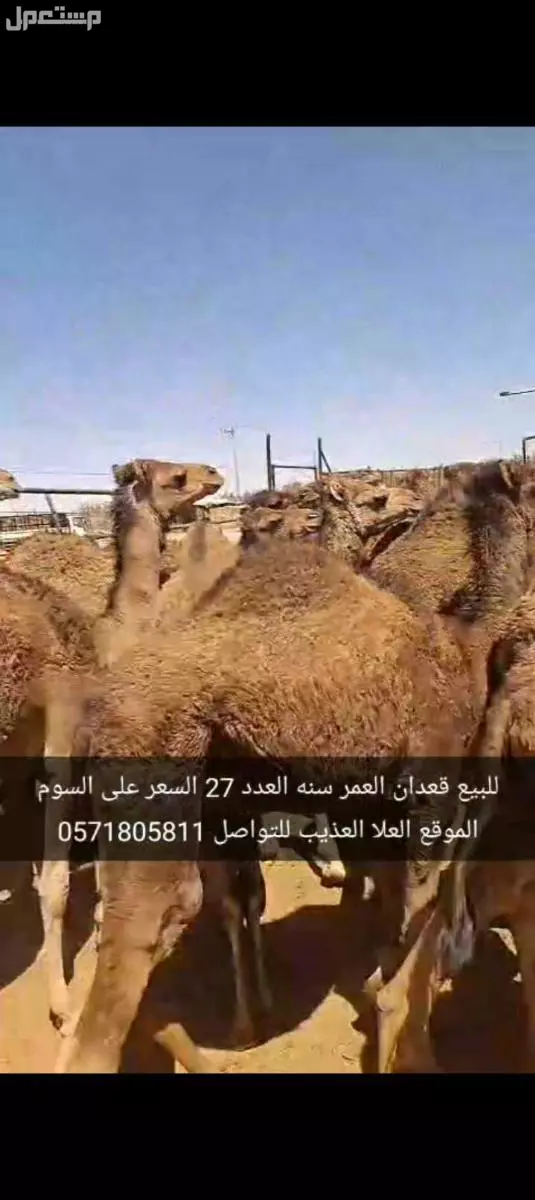 للبيع قعدان العدد27 السن سنه الموقع العلا