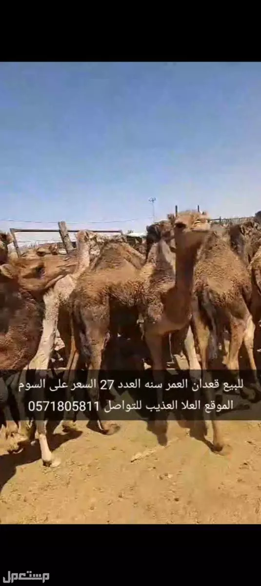 للبيع قعدان العدد27 السن سنه الموقع العلا