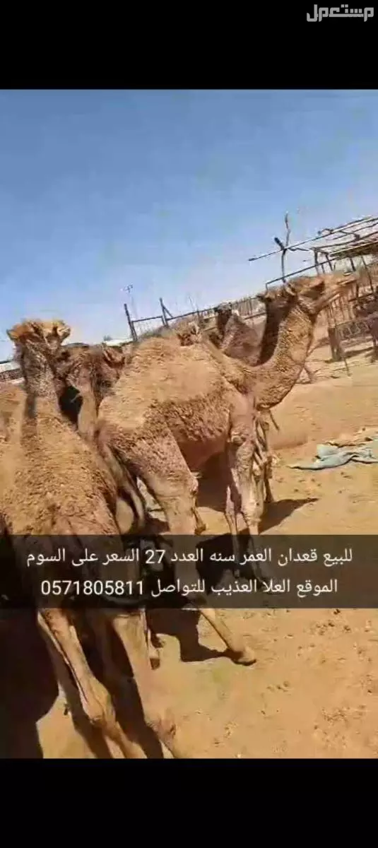 للبيع قعدان العدد27 السن سنه الموقع العلا