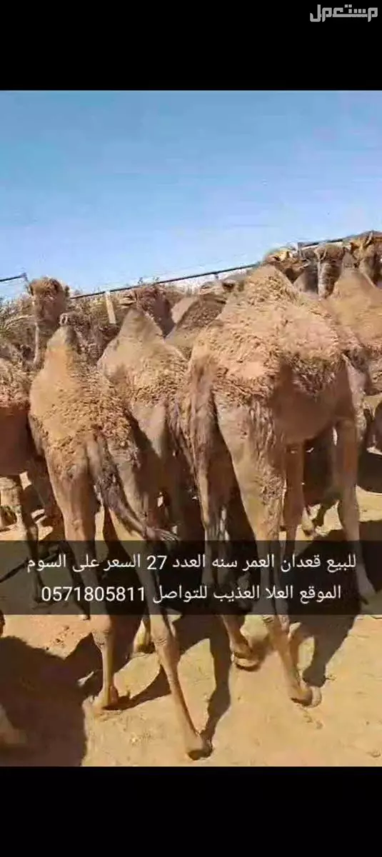 للبيع قعدان العدد27 السن سنه الموقع العلا