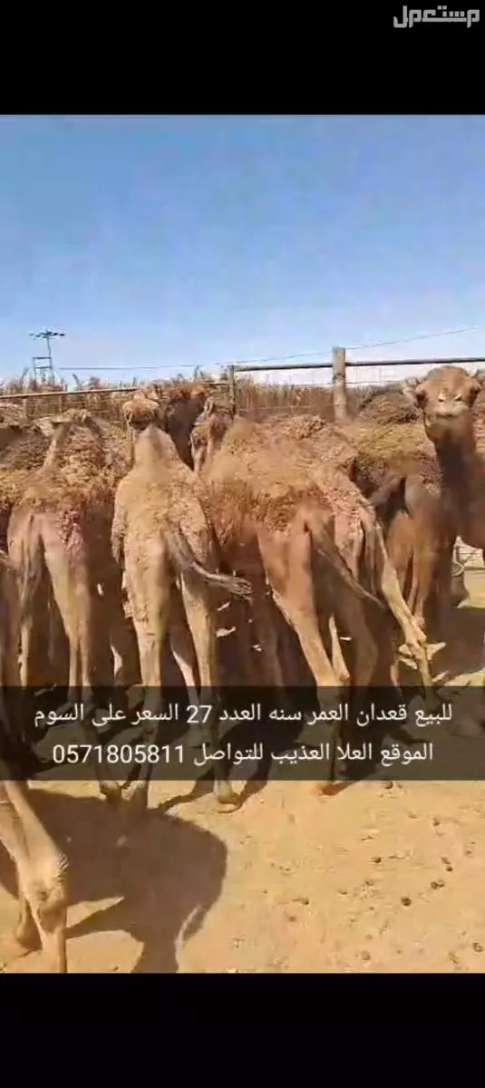 للبيع قعدان العدد27 السن سنه الموقع العلا