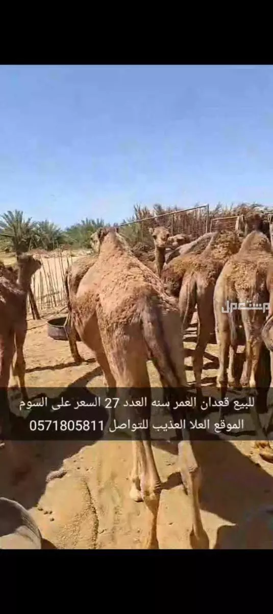 للبيع قعدان العدد27 السن سنه الموقع العلا