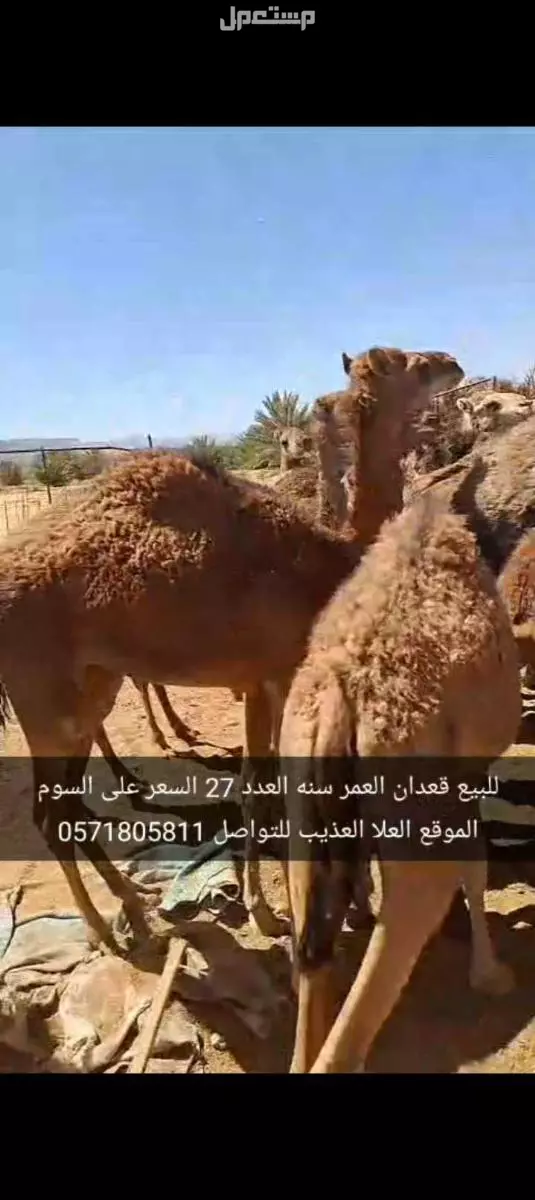 للبيع قعدان العدد27 السن سنه الموقع العلا