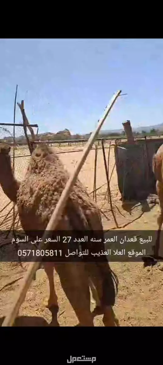 للبيع قعدان العدد27 السن سنه الموقع العلا