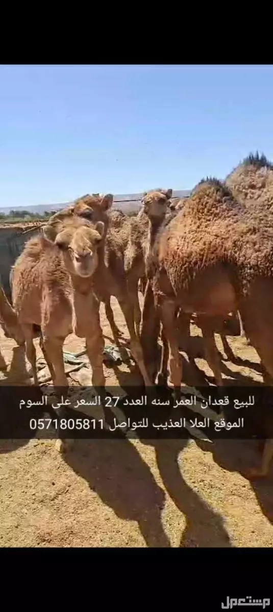 للبيع قعدان العدد27 السن سنه الموقع العلا