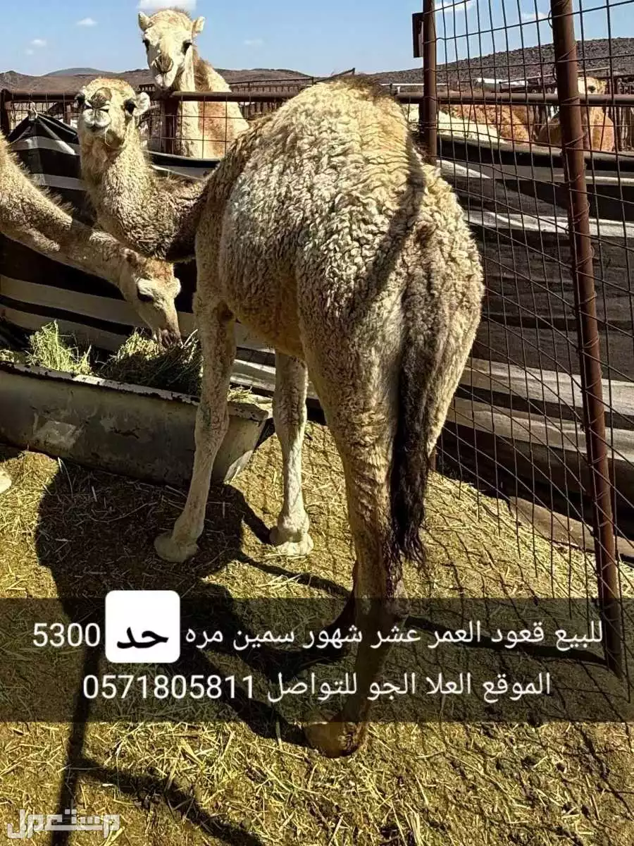 للبيع قعود سمين مفطوم من امه العمر عشر شهور
