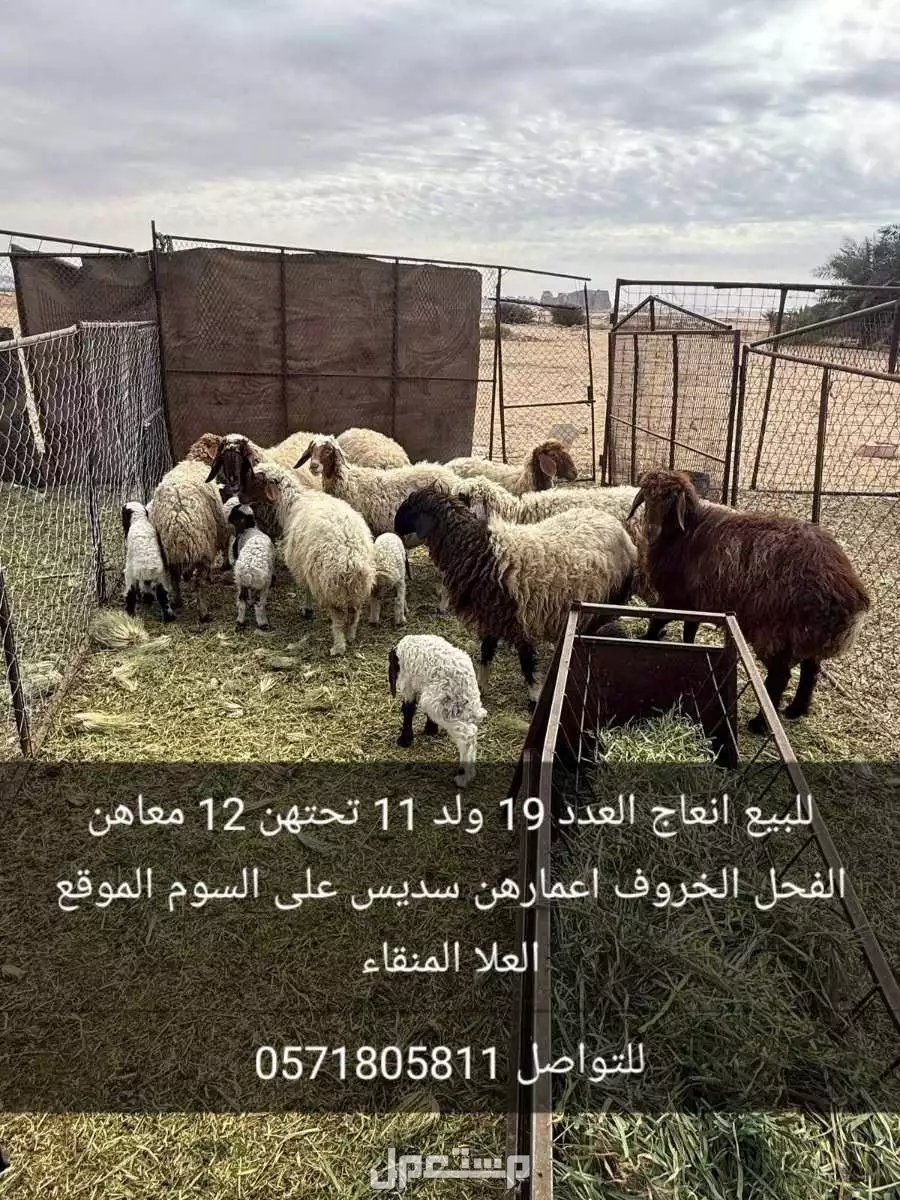 للبيع نعاج عدد19 منهن11 ولد تحتهن12 مع الخروف الفحل الموقع العلا اعمارهن سديس