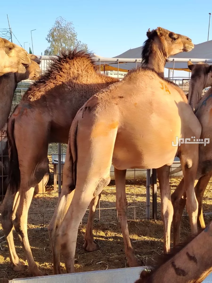 حاشي صومالي للبيع في تيماء بسعر 3500 ريال