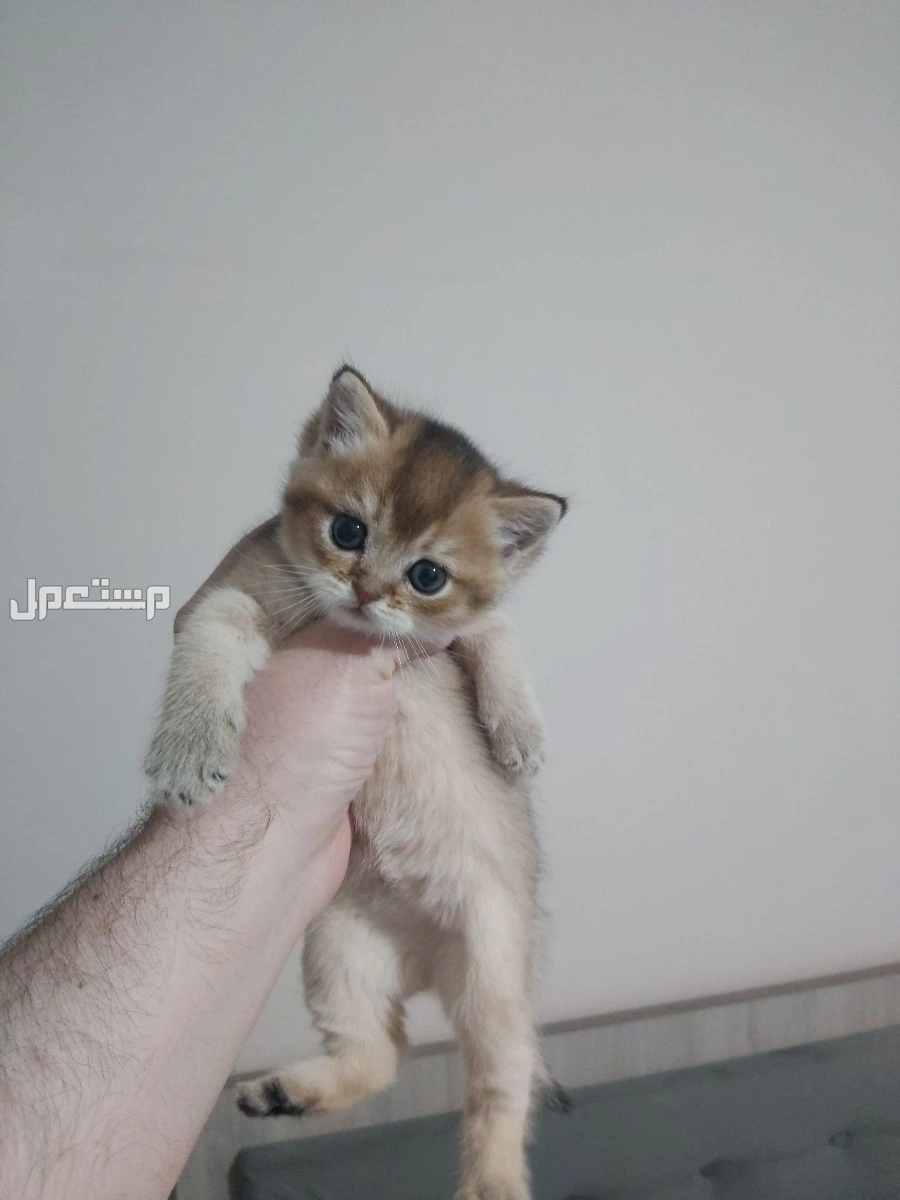 سكوتش مستويات بطله اناث صغار للبيع