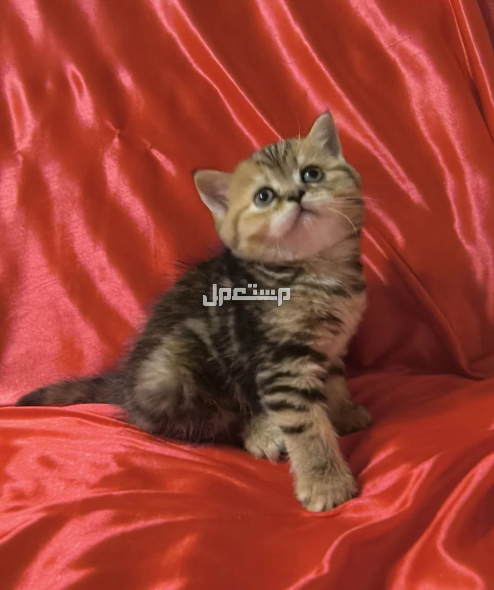 سكوتش مستويات بطله اناث صغار للبيع