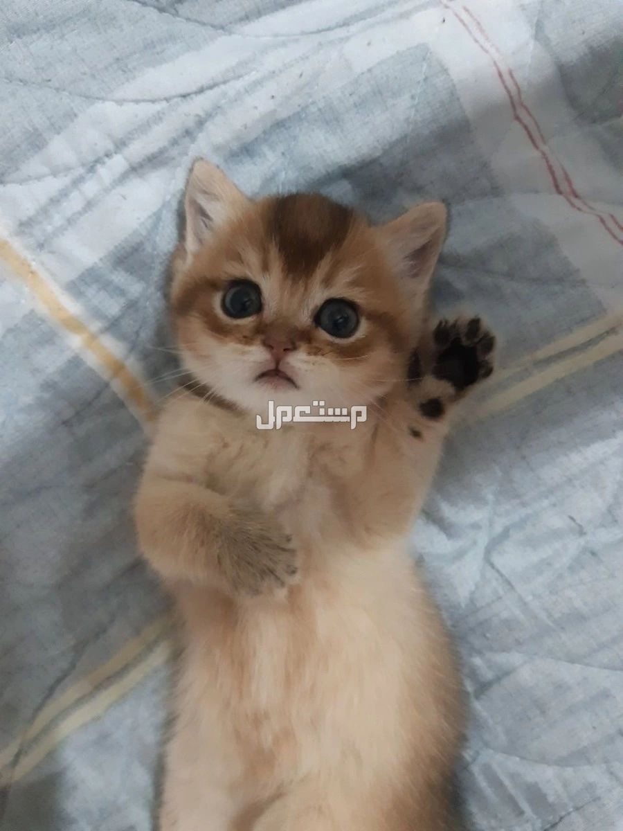 سكوتش مستويات بطله اناث صغار للبيع