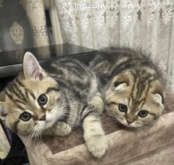 سكوتش مستويات بطله اناث صغار للبيع