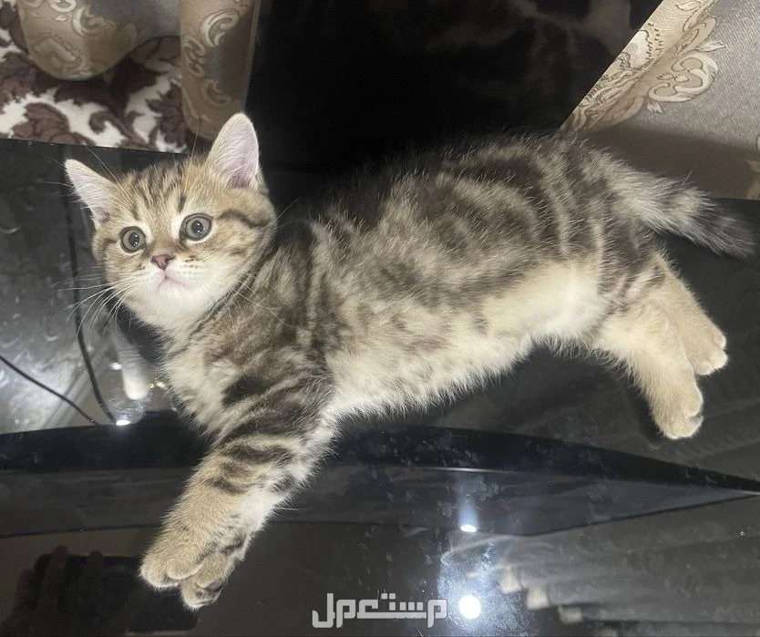 سكوتش مستويات بطله اناث صغار للبيع