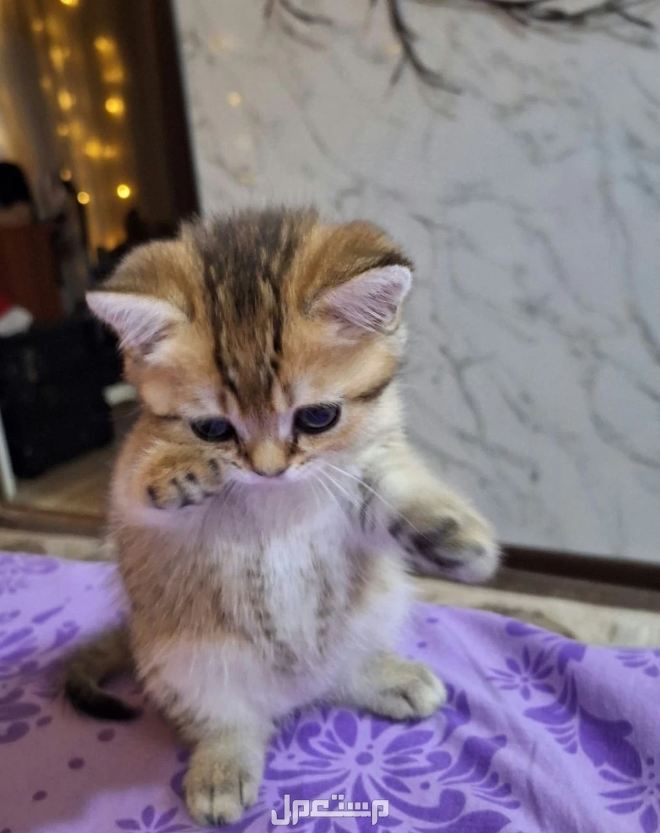 سكوتش مستويات بطله اناث صغار للبيع