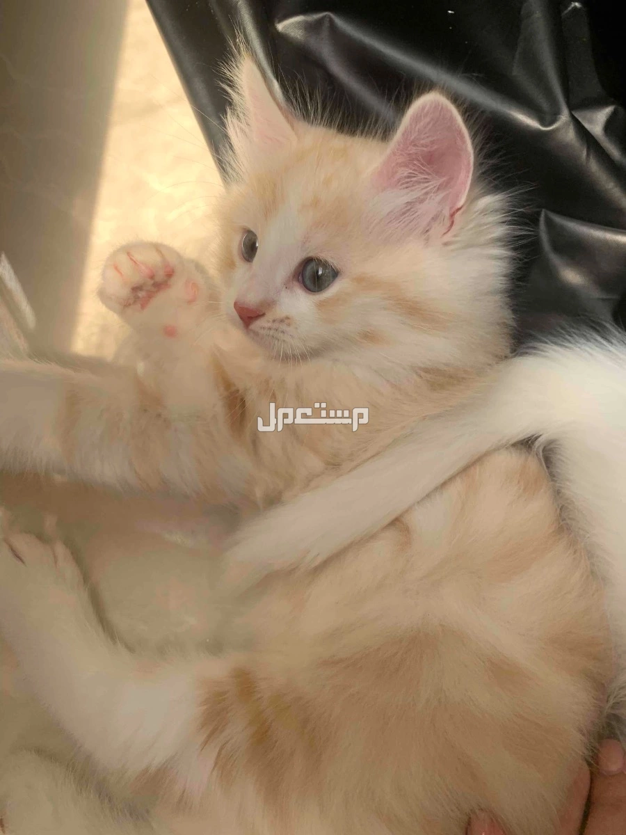 كيتنز نوع مكس راجدول 8 اسابيع مرحين جدا في جدة بسعر 150 ريال سعودي