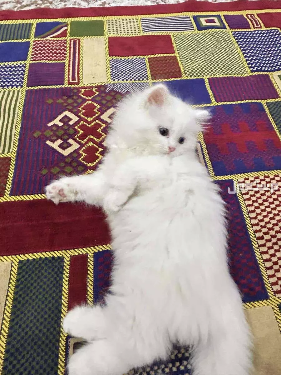 قطط شيرازي  ذكر و انثى  اللون ابيض