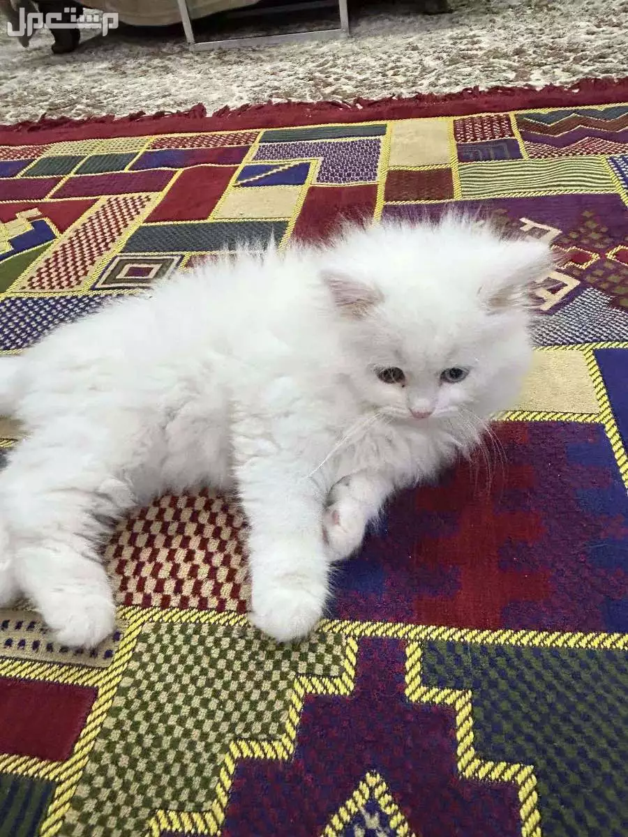قطط شيرازي  ذكر و انثى  اللون ابيض