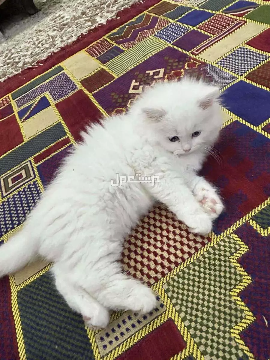 قطط شيرازي  ذكر و انثى  اللون ابيض