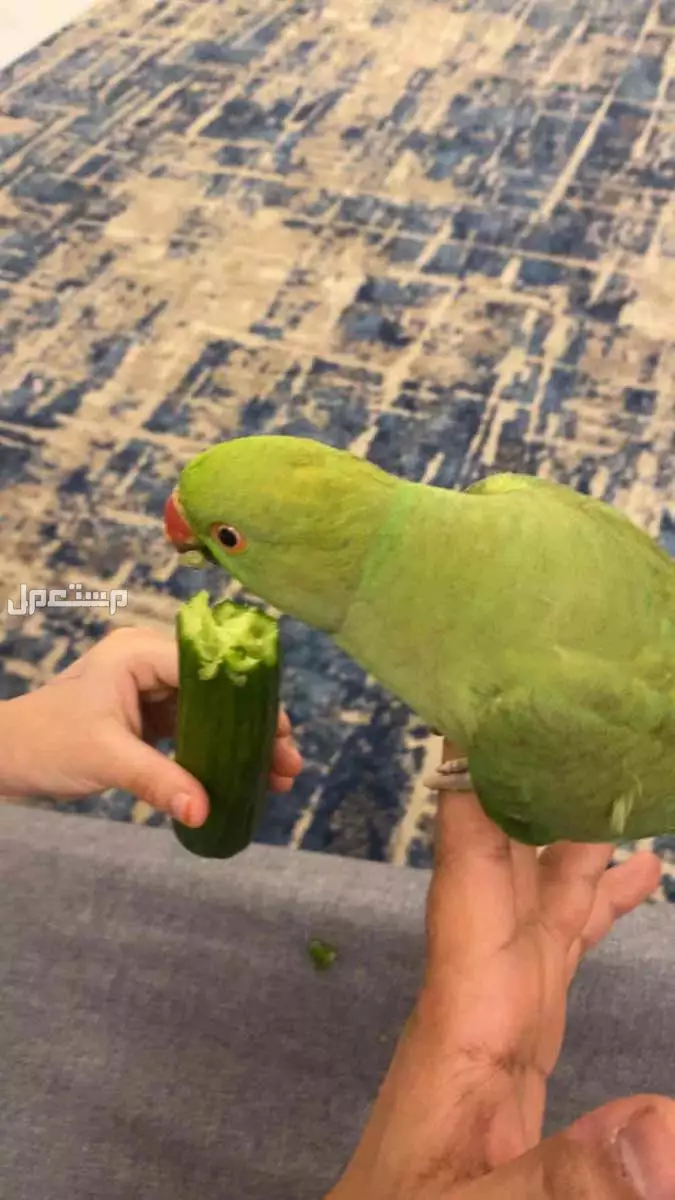 بغبغاء الدره هندي للبيع ب1600﷼