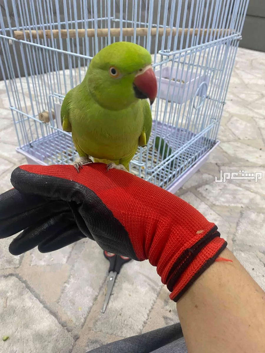بغبغاء الدره هندي للبيع ب1600﷼