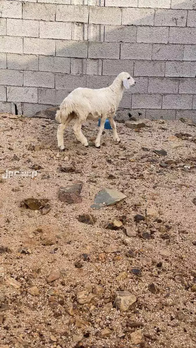 طلي حري يضحي سليم  في جدة بسعر 900 ريال سعودي