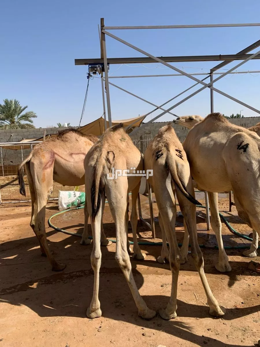 قعدان صومالي نخب أول تربية في الخرج بسعر 3300 ريال سعودي